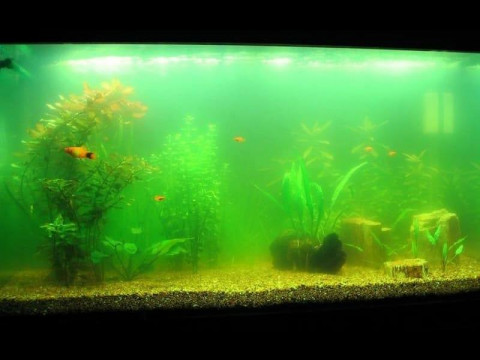Чому з'явилися водорості в акваріумі ?