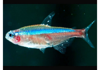 Ихтиофтириоз или манка - болезнь рыб, что делать ?