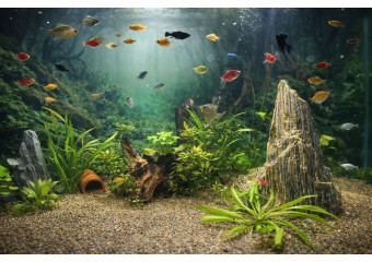 С чего начинать: с аквариума или с рыбки?