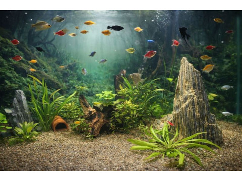 С чего начинать: с аквариума или с рыбки?