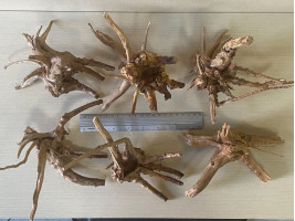 Коряга Азалия L