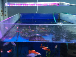 Фитолампа полного спектра с гибким держателем USB 14+7LCD