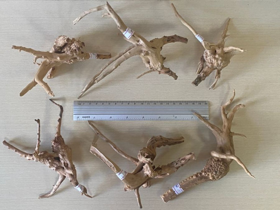 Коряга Азалия XS