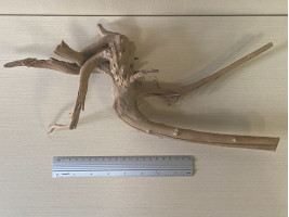 Коряга Азалия XXL