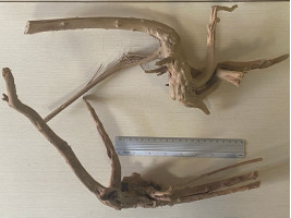 Коряга Азалия XXL