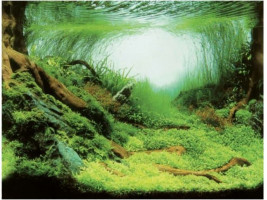 Акваріумний задній фон 100x50см Рослини/Океан (PLANTS/OCEAN L Aqua Nova )