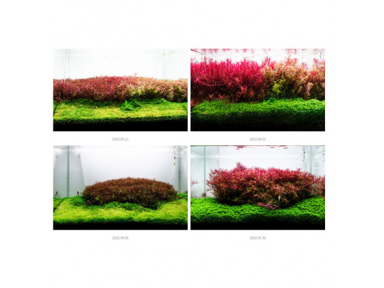 Добриво Neo Booster Plants FERTI 1 л для акваріумних рослин без CO₂ з амінокислотами