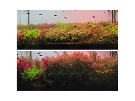 Добриво для акваріумних рослин Neo Fluid NoCO2 300 мл без подачі CO₂ з мікро- і макроелементами