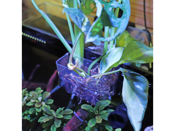 Контейнер для выращивания растений в аквариуме Hobby Plant basket 8×9×8см