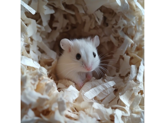 Натуральна стерильна підстилка Aventerra CELLULOZ Baby 5 л для молодих, хворих та чутливих тварин