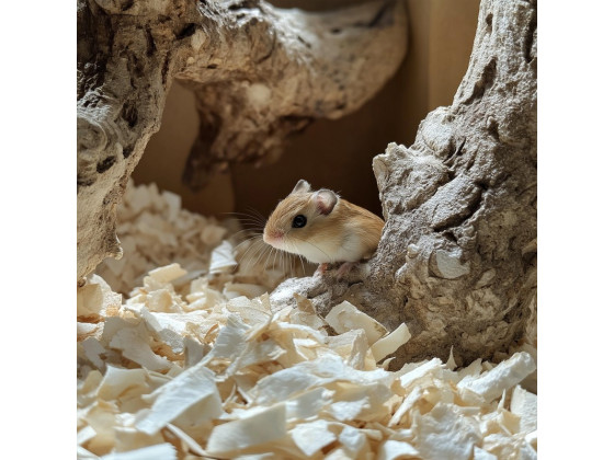 Натуральна стерильна підстилка Aventerra CELLULOZ Baby 5 л для молодих, хворих та чутливих тварин