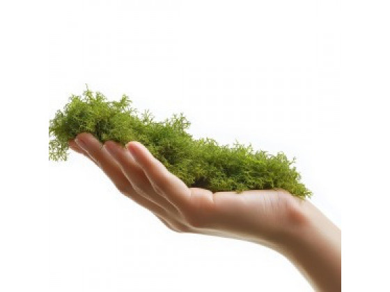 Натуральний мох торф’яний Terrario ForestHeart Sphagnum Moss 100г для тераріумів та орхідей