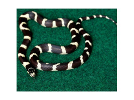 Коврик-субстрат Repti-Zoo Carpet Mat 30x30см