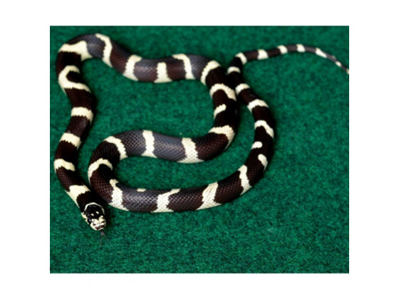 Коврик-субстрат Repti-Zoo Carpet Mat 30x30см