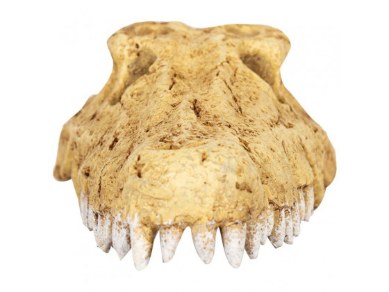 Крокодиловый череп Repti-Zoo Crocodile Skull M 18x10x5.5см