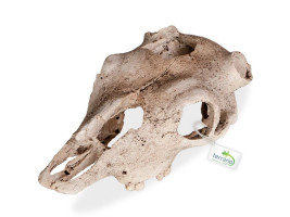 Декорация череп буйвола Terrario Buffalo Skull 21x12x8см