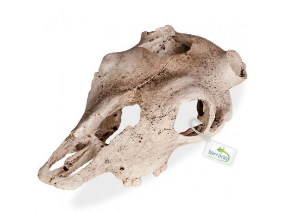 Декорация череп буйвола Terrario Buffalo Skull 21x12x8см