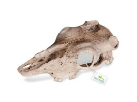 Декорация череп буйвола Terrario Buffalo Skull 21x12x8см