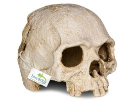 Декорация черепа человека Terrario Human Skull 14x11x11см