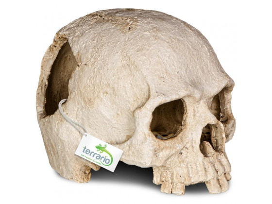 Декорация черепа человека Terrario Human Skull 14x11x11см