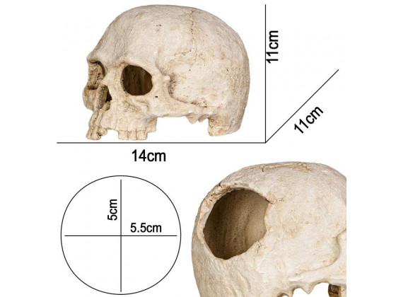 Декорация черепа человека Terrario Human Skull 14x11x11см