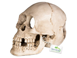 Декорация черепа человека Terrario Human Skull XL 15x10x9см