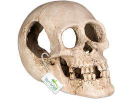 Декорация черепа человека Terrario Human Skull XL 15x10x9см