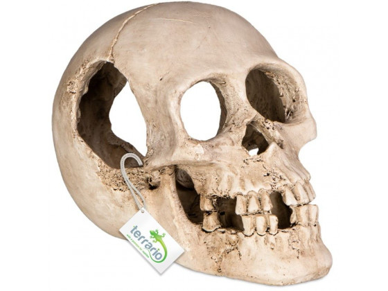 Декорация черепа человека Terrario Human Skull XL 15x10x9см