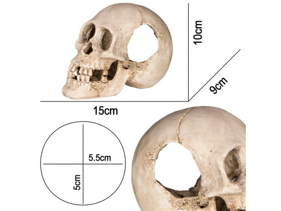 Декорация черепа человека Terrario Human Skull XL 15x10x9см