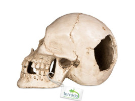 Декорация черепа человека Terrario Human Skull XL 15x10x9см