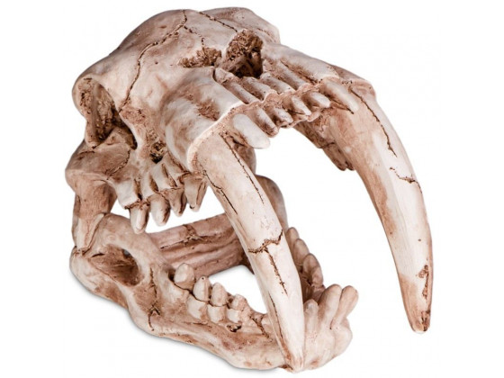 Декорация череп тигра Terrario Sabertooth Skull 13x8, 5x11см