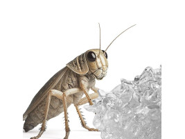 Вода в геле для насекомых Terrario Beastie Drink Jelly 500мл