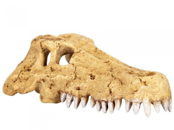 Крокодилячий череп Repti-Zoo Crocodile Skull S 11x6x4см