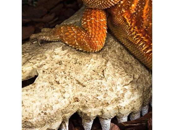 Крокодиловый череп Repti-Zoo Crocodile Skull S 11x6x4см
