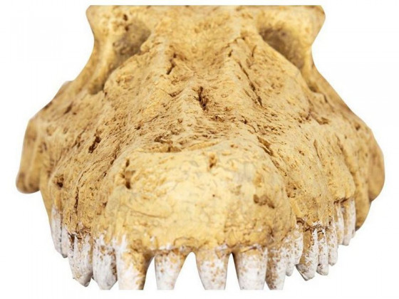 Крокодилячий череп Repti-Zoo Crocodile Skull S 11x6x4см