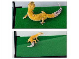 Килимок-субстрат Repti-Zoo Carpet Mat 45x45см