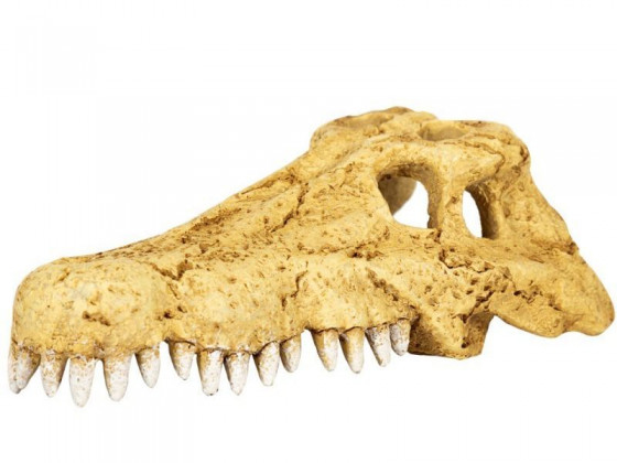 Крокодиловый череп Repti-Zoo Crocodile Skull S 11x6x4см