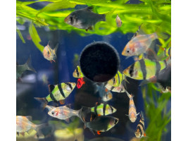 Корм для рыб sera holiday корм выходного дня 10 таблеток