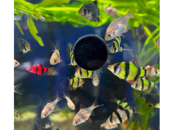 Корм для рыб sera holiday корм выходного дня 10 таблеток