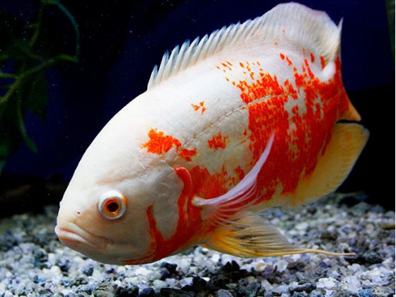 Астронотус альбінос