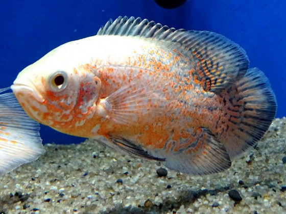 Астронотус альбінос