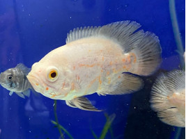 Астронотус альбінос