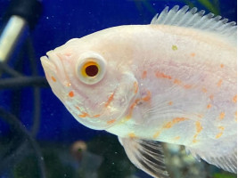 Астронотус альбінос