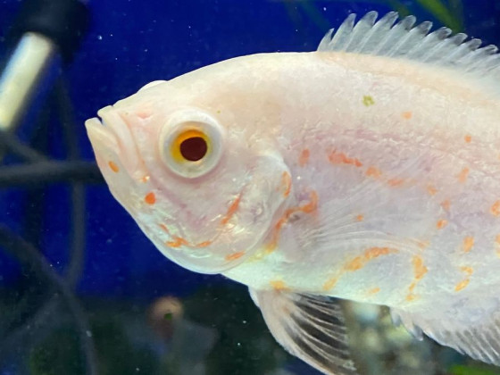 Астронотус альбінос