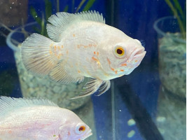 Астронотус альбінос