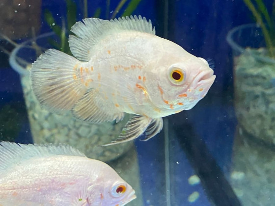 Астронотус альбінос