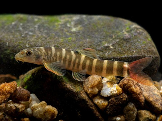 Шистура манерті