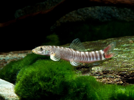 Шистура манерті