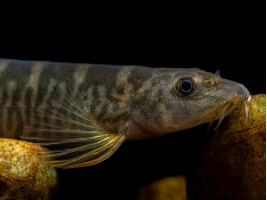 Шистура манерті