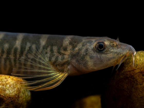 Шистура манерті